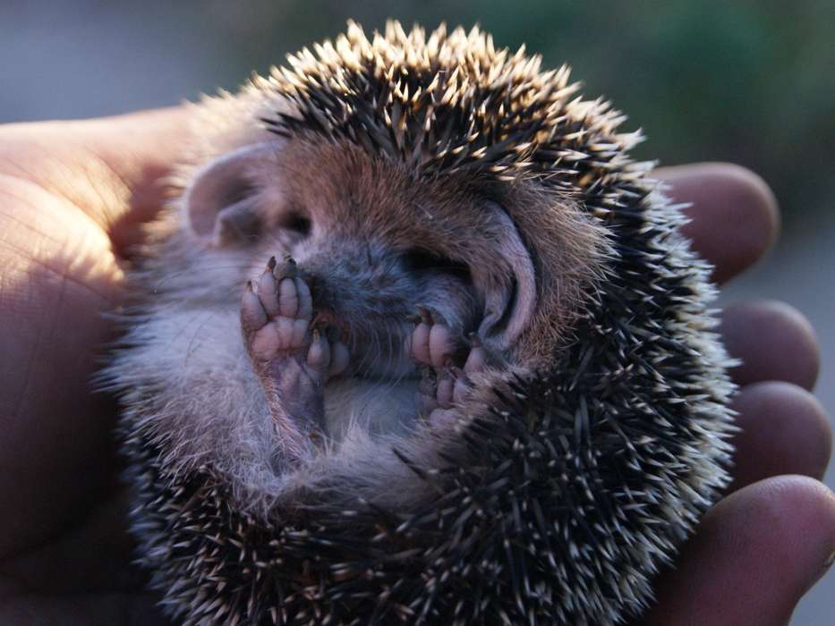 Download Bilder Fur Das Handy Tiere Igel Kostenlos