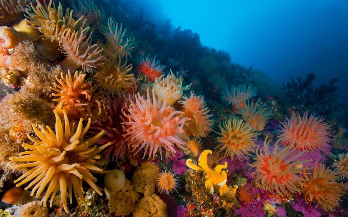 Baixar a imagem para telefone: Animais, Paisagem, Mar, Coral, grátis