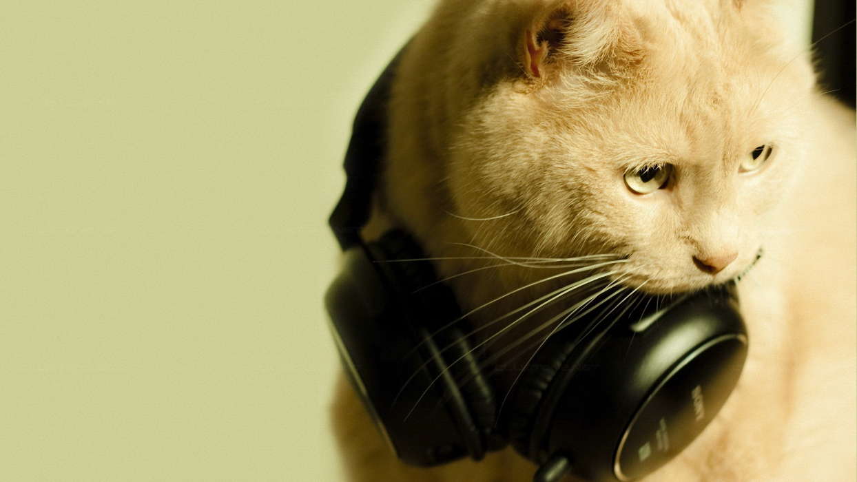 Скачать Картинку На Телефон: Музыка, Животные, Кошки (Коты, Котики.