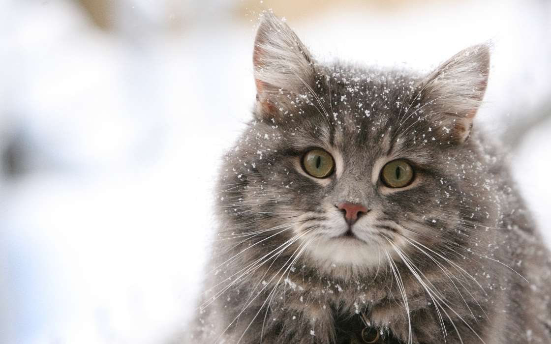 Download Bilder Für Das Handy Tiere Katzen Schnee