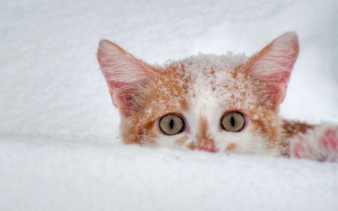 Download Bilder Für Das Handy Tiere Katzen Schnee