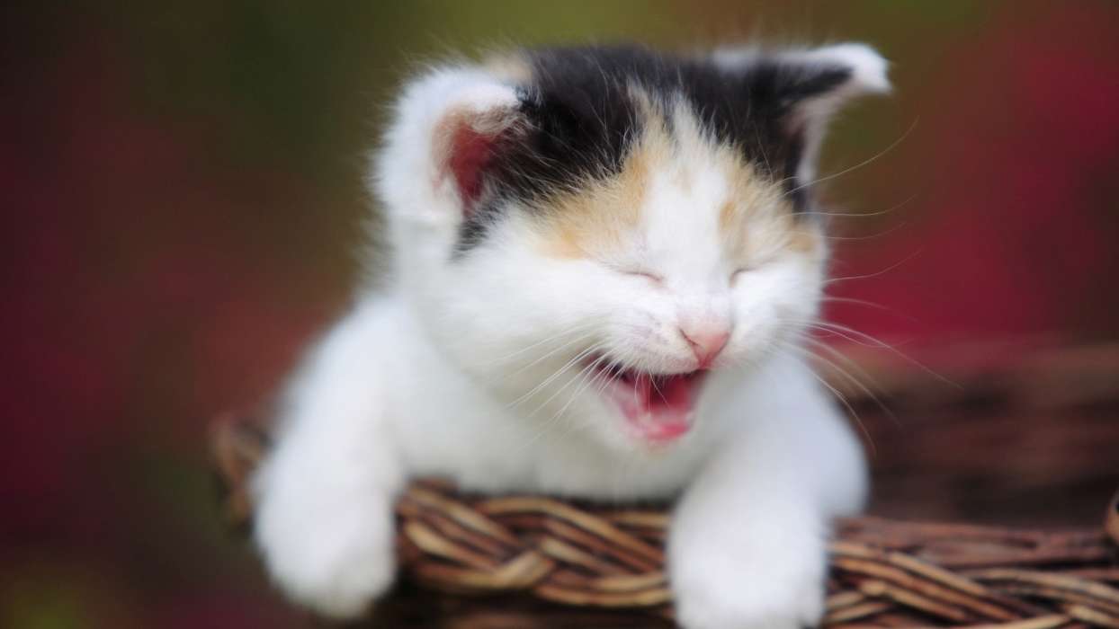 Download Bilder Fur Das Handy Tiere Katzen Kostenlos