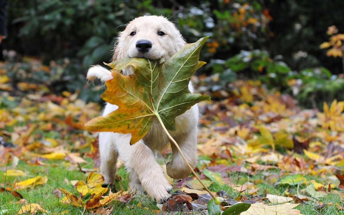 Download Bilder Fur Das Handy Tiere Hunde Herbst Blatter Kostenlos