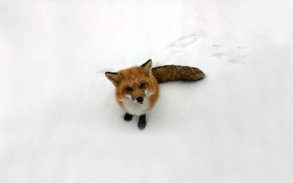 Download Mobile Wallpaper Animals Winter Snow Fox Free 43499