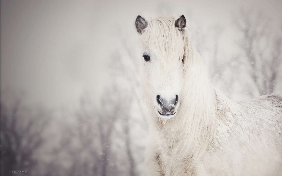 Download Bilder Fur Das Handy Tiere Pferde Kostenlos