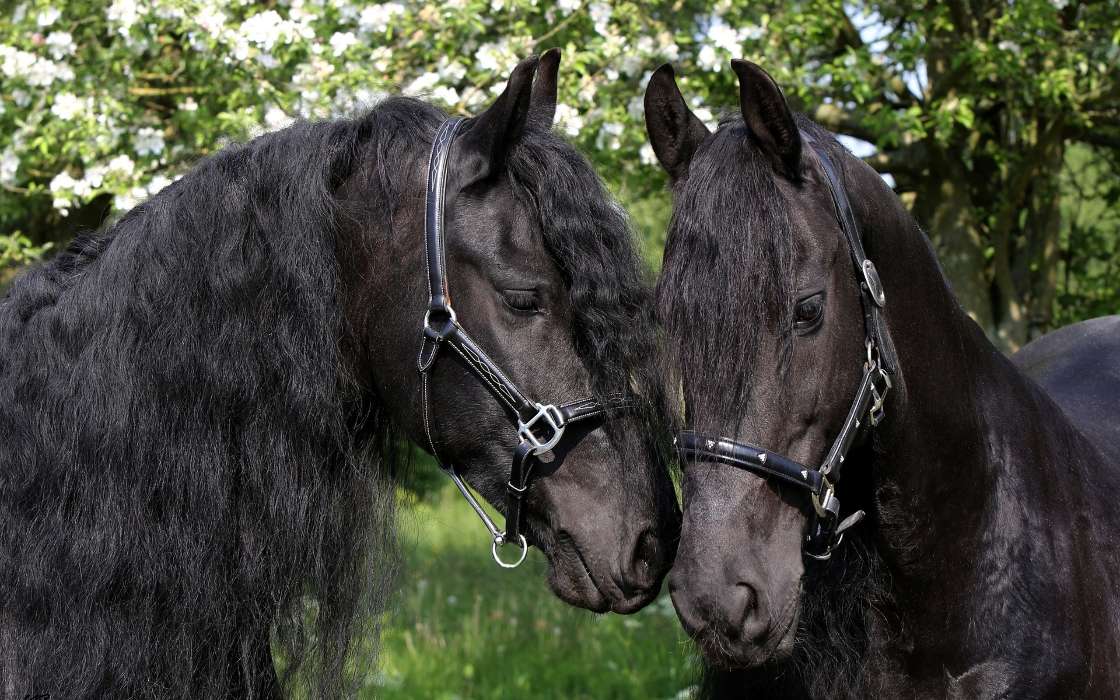 Download Bilder Fur Das Handy Tiere Pferde Kostenlos