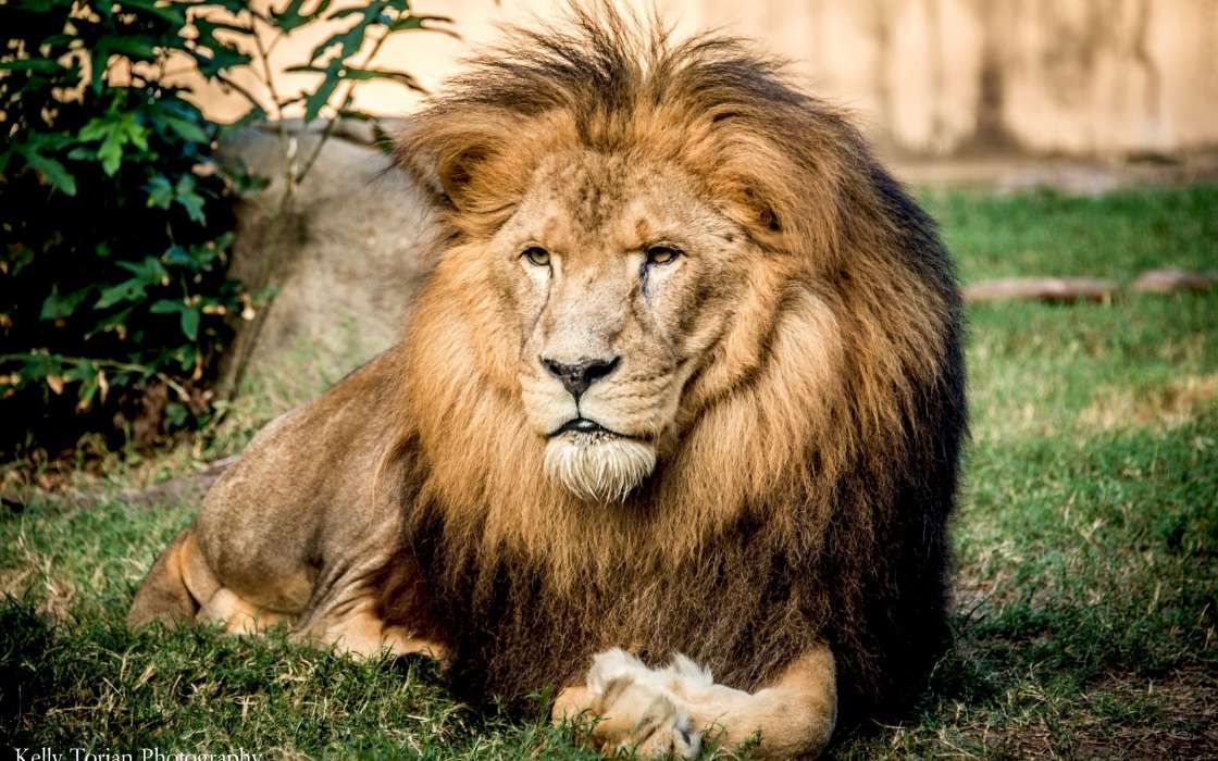 Download Mobile Wallpaper Animals Lions Free 27371