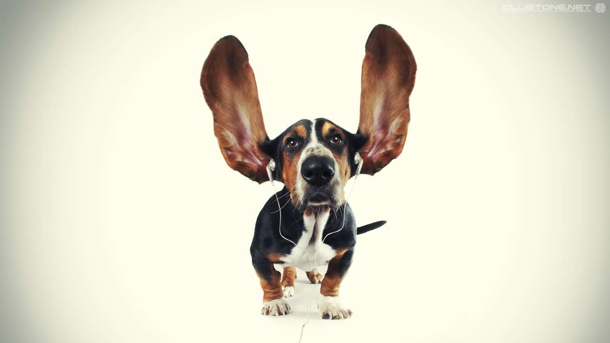 Download Bilder  f r das Handy Humor Musik Tiere  Hunde 