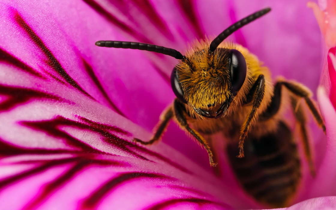 Download Bilder Fur Das Handy Insekten Bienen Kostenlos 5