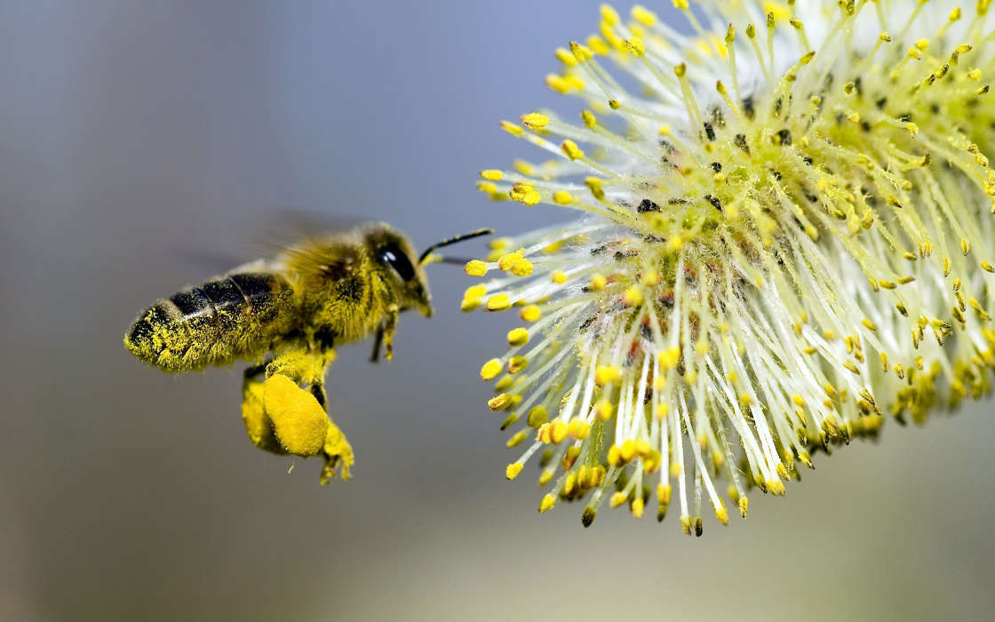 Download Bilder Fur Das Handy Insekten Bienen Kostenlos