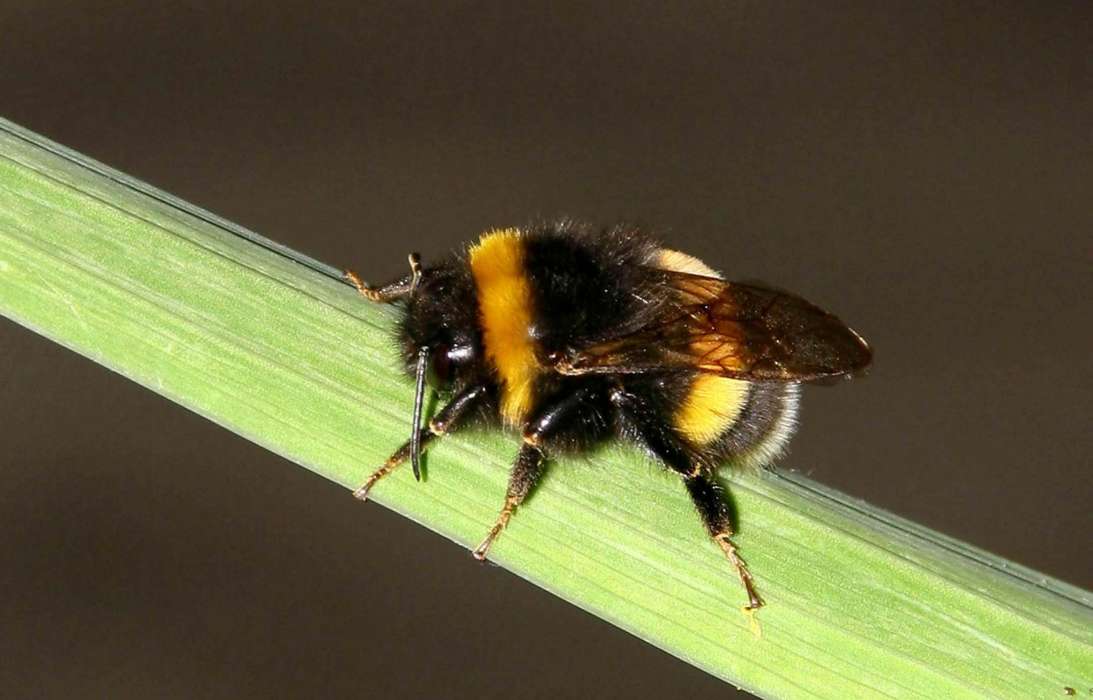 Download Bilder Fur Das Handy Insekten Bienen Kostenlos 3692