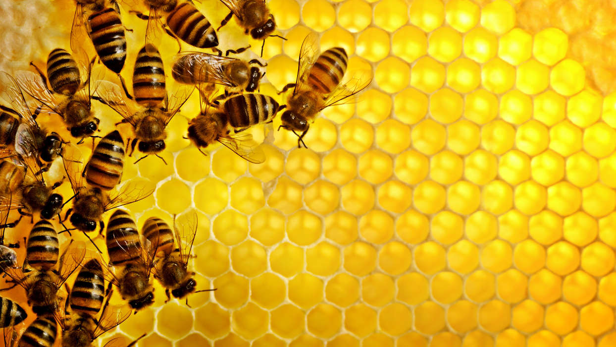 34 Bienen Bilder Kostenlos Besten Bilder Von Ausmalbilder