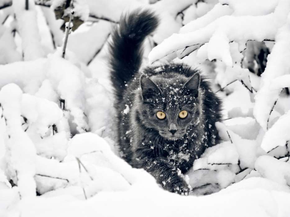 Featured image of post Kostenlose Hintergrundbilder Winter Tiere 1920x1279 hintergrundbilder von tieren kostenlos