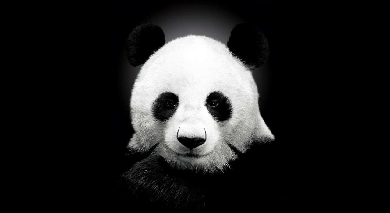 Baixar A Imagem Para Telefone Animais Pandas Grátis 33219