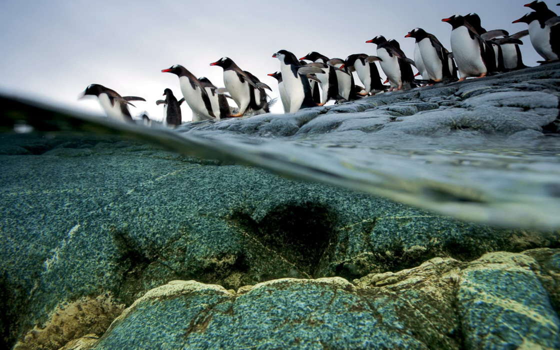download bilder für das handy tiere vögel pinguins