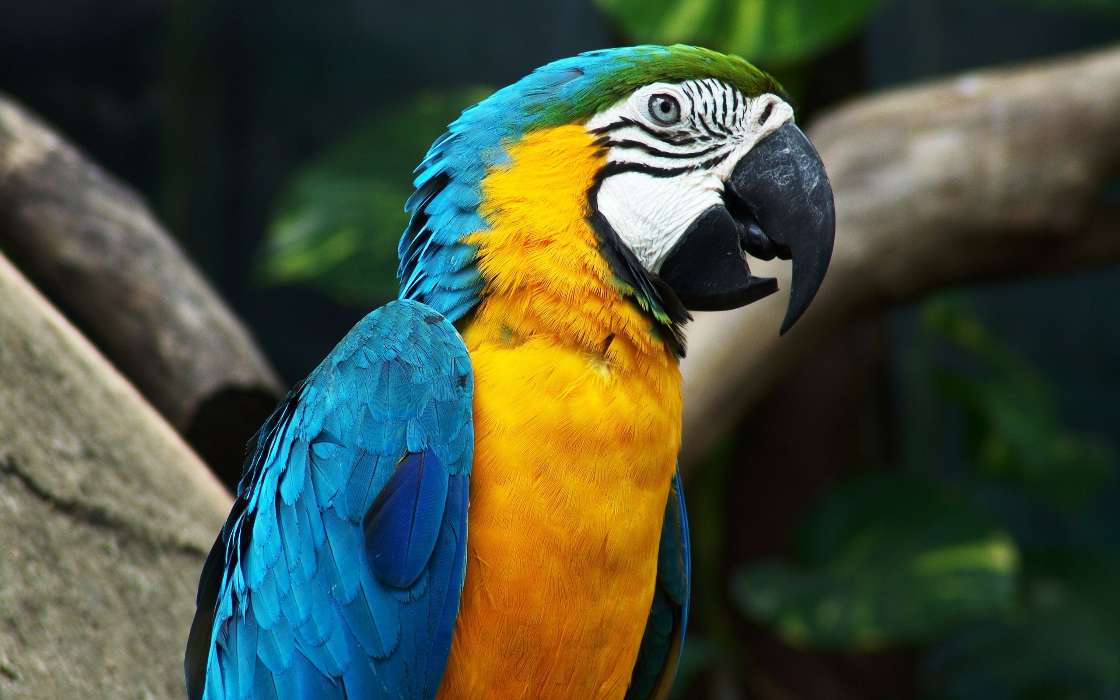download bilder für das handy tiere vögel papageien