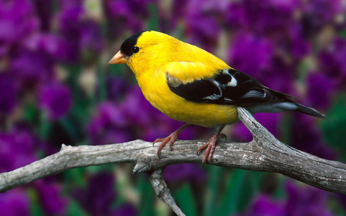 download bilder für das handy tiere vögel kostenlos 38581
