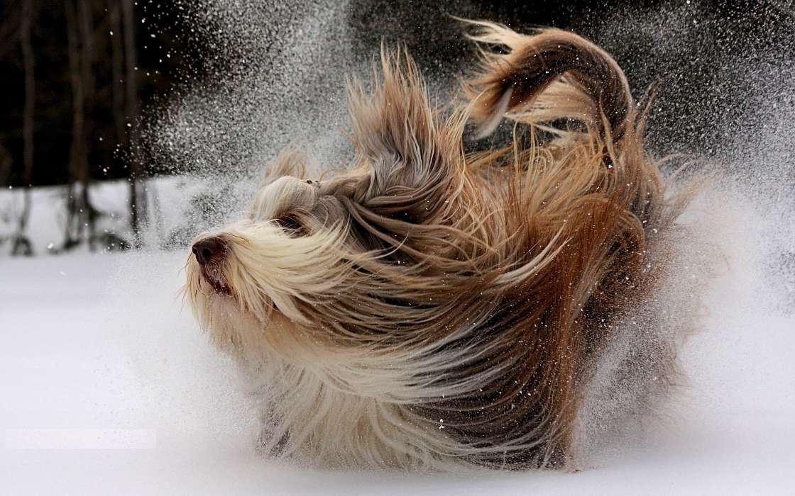 Download Bilder Fur Das Handy Tiere Hunde Schnee Kostenlos
