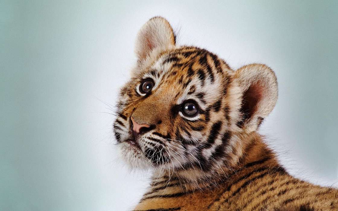 Download Bilder Fur Das Handy Tiere Tigers Kostenlos 429