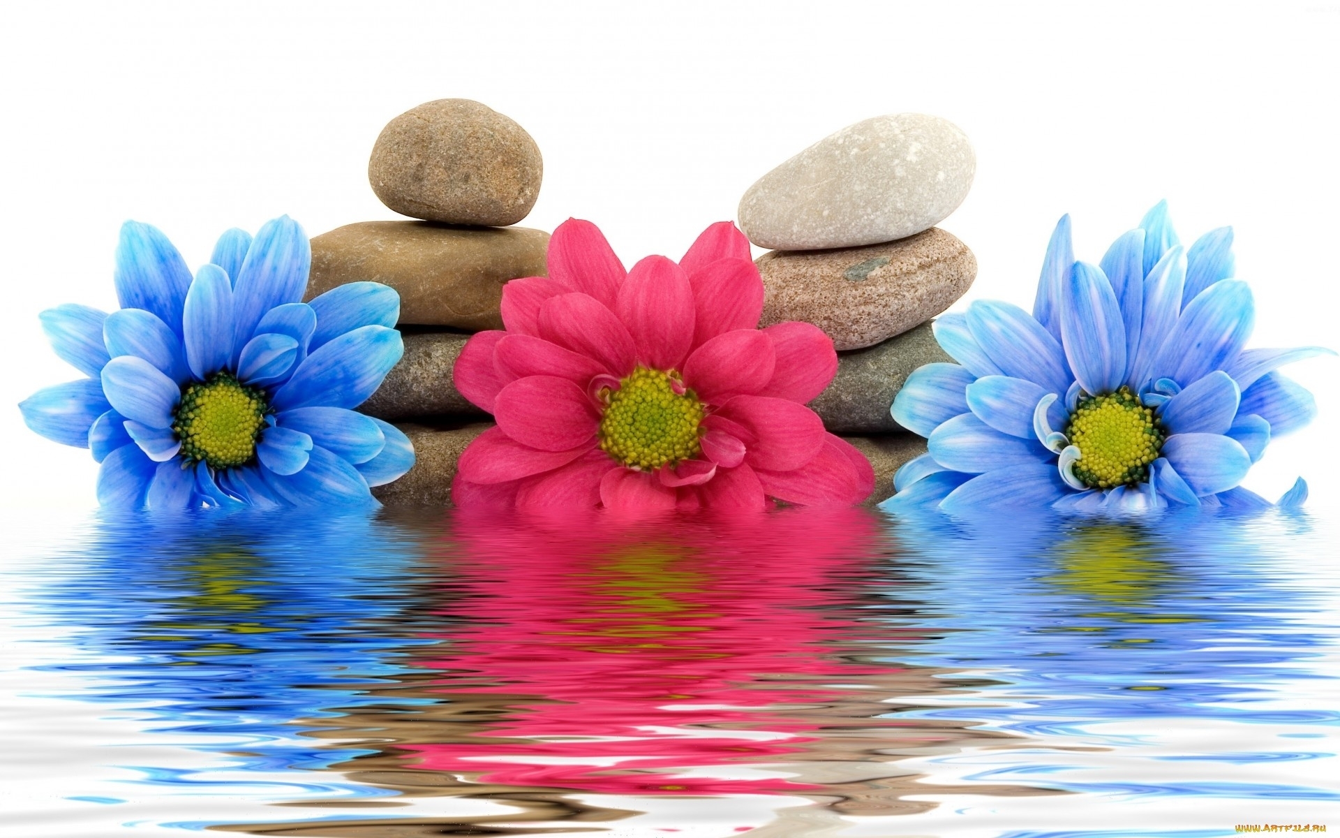 Hintergrundbild Fur Handys Pflanzen Blumen Wasser Stones Still Leben 24565 Bild Kostenlos Herunterladen