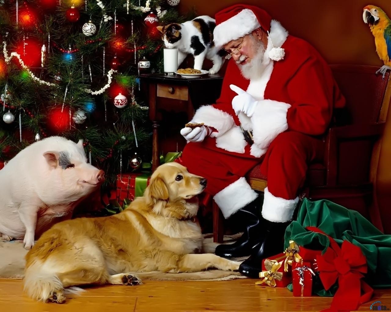 イメージを携帯電話にダウンロード 祝日 動物 キャッツ ドッグ 新年 ジャックフロスト サンタクロース クリスマス 豚 無料 2279