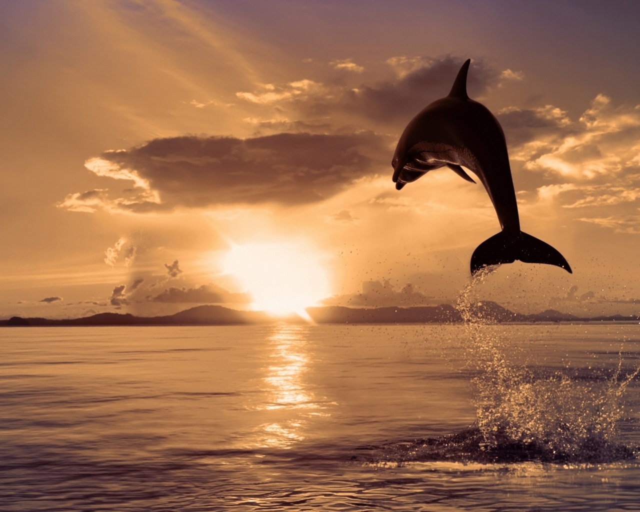 イメージを携帯電話にダウンロード 動物 風景 水 日没 イルカ 海 サン 魚 無料