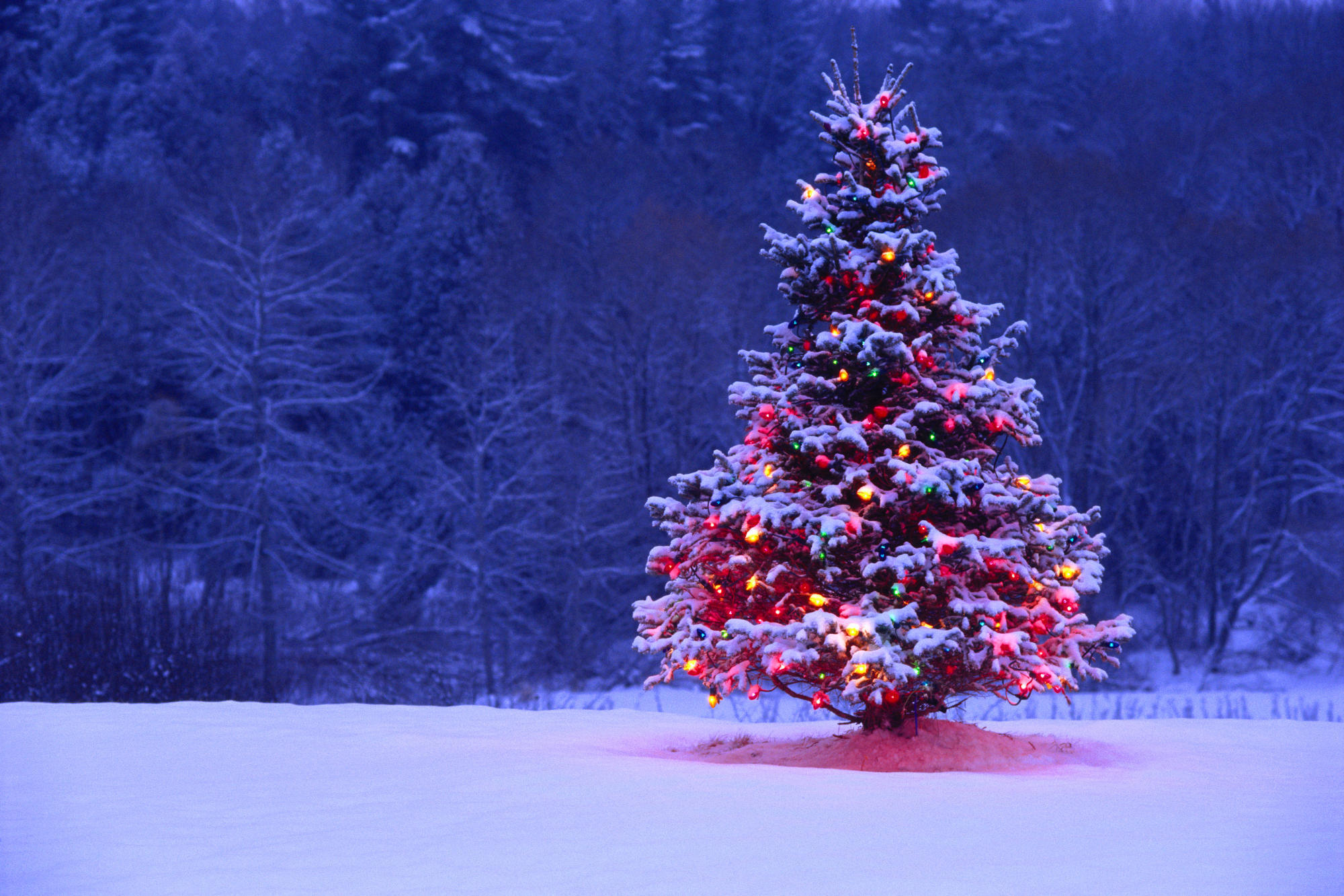 イメージを携帯電話にダウンロード 祝日 風景 木 新年 モミの木 クリスマス 無料