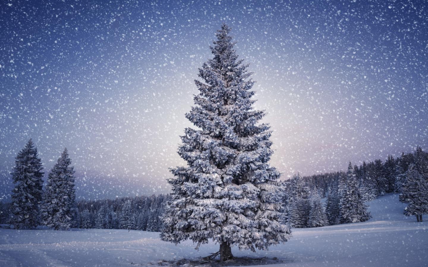 イメージを携帯電話にダウンロード 風景 冬 木 雪 モミの木 無料