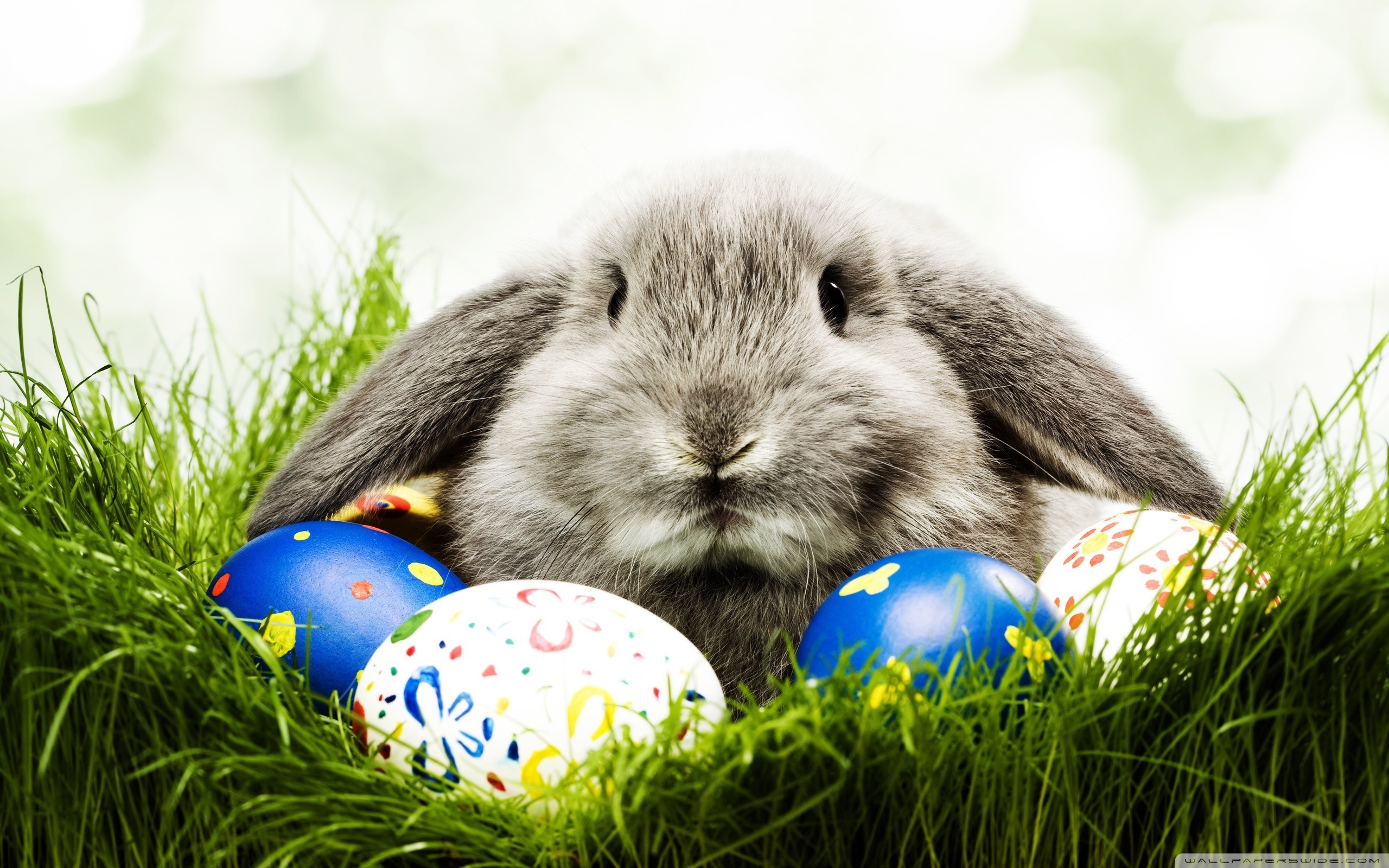 Download Mobile Wallpaper Holidays Animals Easter Rabbits Free