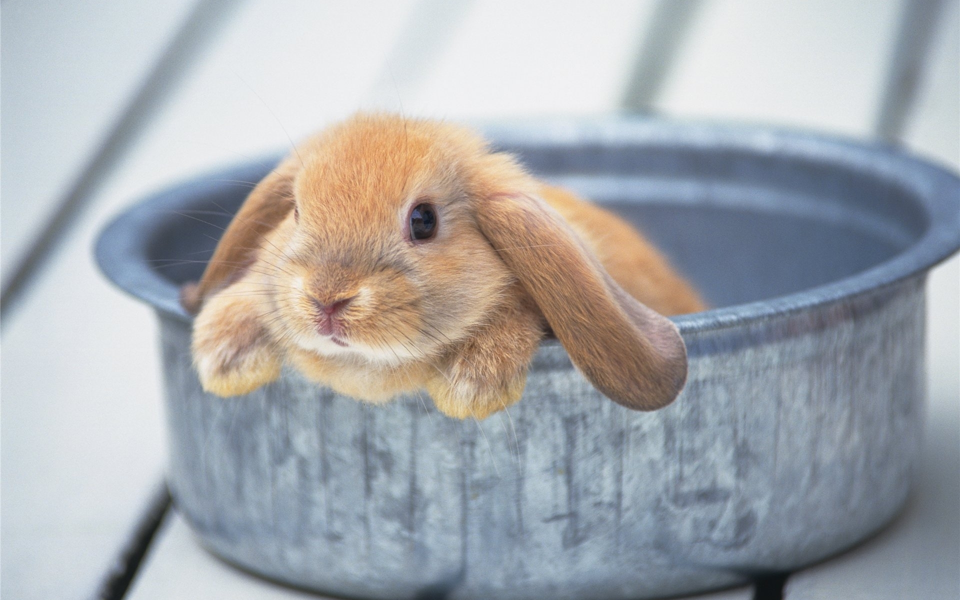 イメージを携帯電話にダウンロード 動物 ウサギ 無料