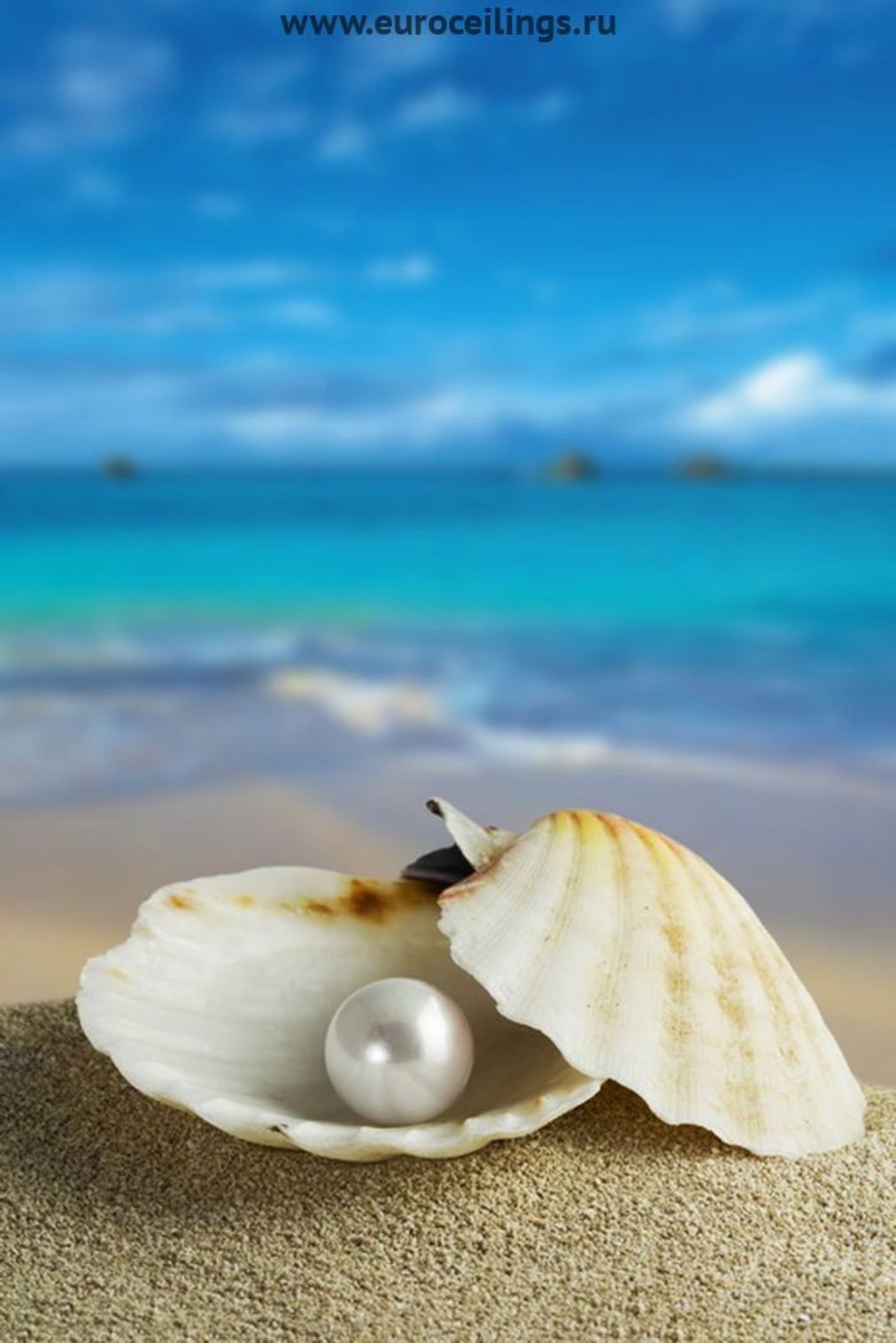 下载手机图片 背景 海 壳 珍珠 免费