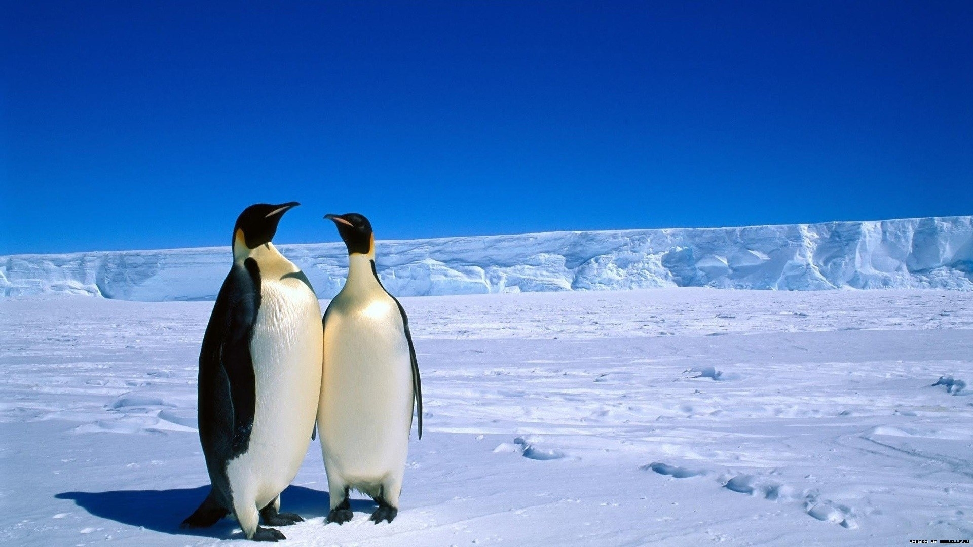 イメージを携帯電話にダウンロード 動物 風景 ペンギン 無料
