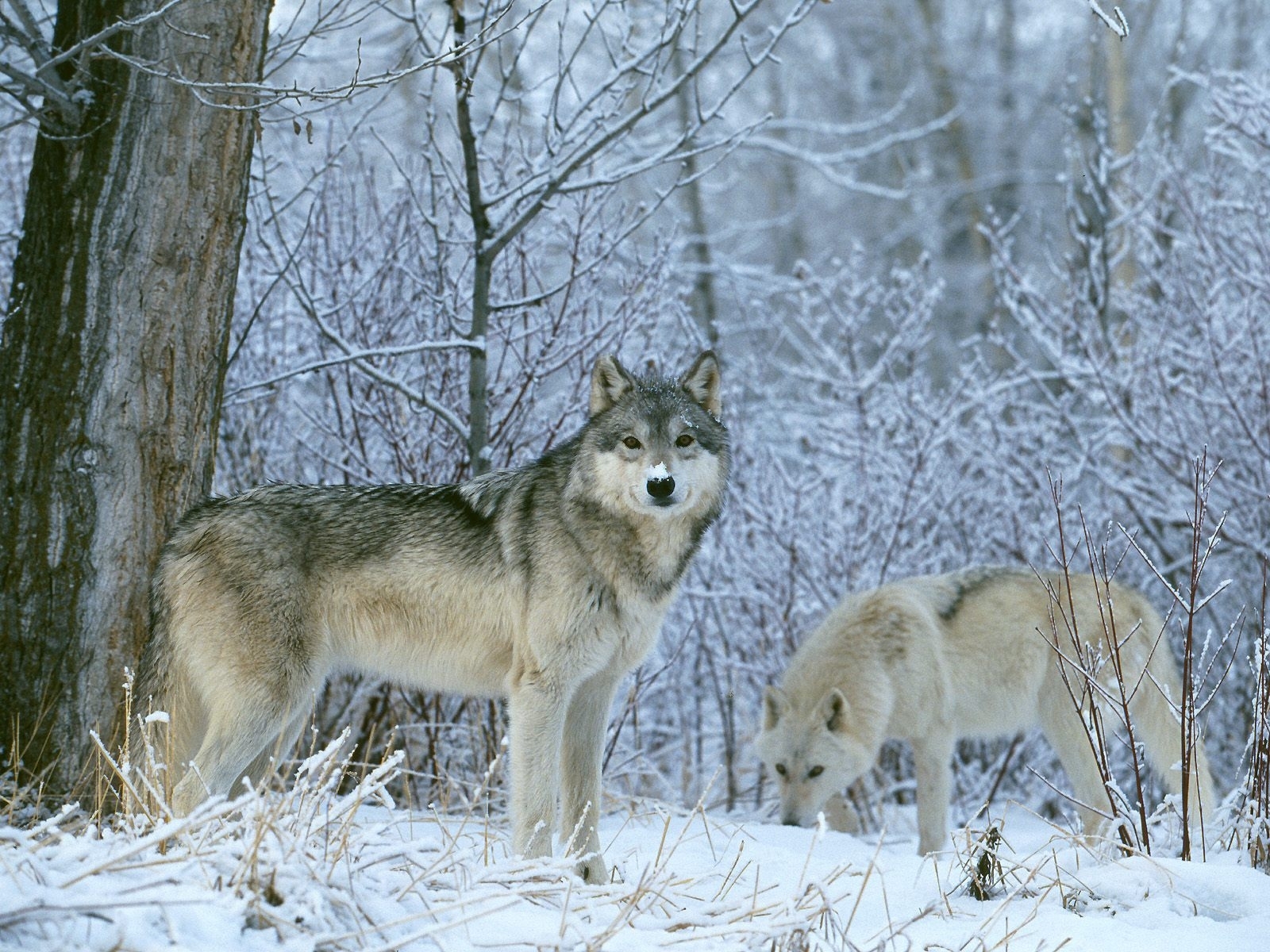 イメージを携帯電話にダウンロード 動物 オオカミ 冬 雪 無料 1040