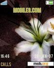 Download mobile theme Lilly