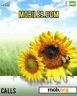 Download mobile theme Mr. Summer_V