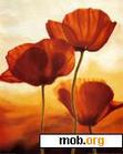 Download mobile theme poppies under sun