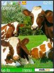 Download mobile theme Cows