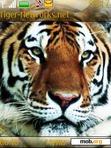 Download mobile theme Tiger