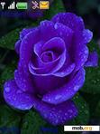 Download mobile theme blue rose_by shekhar