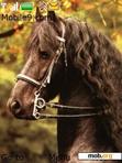 Download mobile theme Fresian Horse