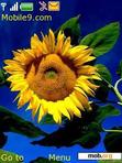 Download mobile theme sunflower