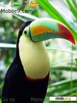 Скачать тему Toucan Colours