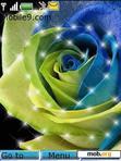 Download mobile theme Coloured Rose