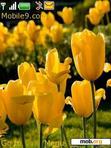 Download mobile theme Enchanted Tulips