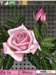 Download mobile theme animated roses