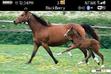 Download mobile theme Baby horse