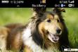 Download mobile theme Shetland sheepdog