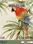 Download mobile theme parrots