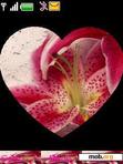 Download mobile theme lilly heart