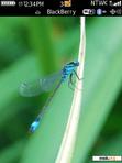 Скачать тему Beautiful dragonfly